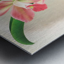 Laella elegans var houtteana Metal print