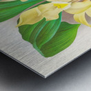 Lycaste costata Metal print