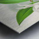 Laelia anceps var hyeana Metal print