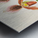 Cypripedium oenanthum superbum Metal print