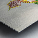 Cypripedium praestans var kimballianum Metal print