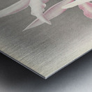 Laelia elegans  Metal print