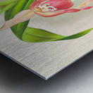 Cypripedium schroderae var splendens Metal print