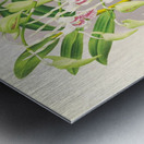 Dendrobium stratiotes Metal print