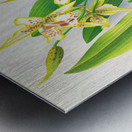 Odontoglossum duvivierianum Metal print