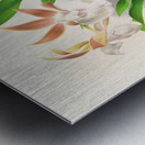 Zygopetalum rostratum Impression metal