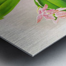 Phalaenopsis luddemanniana Metal print