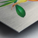 Selenipedium grande Metal print