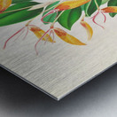 Restrepia antennifera Metal print