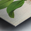 Trichopilia Suavis Metal print