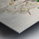 Phalaenopsis amabilis Metal print