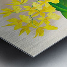 Oncidium concolor Metal print