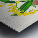 Oncidium warscewiczi Impression metal