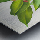 Zygopetalum jorisianum Metal print