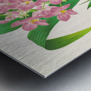 Spathoglottis plicata Metal print