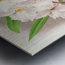 Odontoglossum alexandrae Metal print