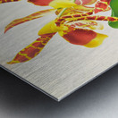 Odontoglossum grande Metal print