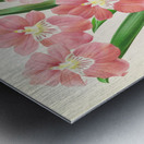 Odontoglossum Vexillarium Impression metal