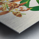 Odontoglossum luteo-purpureum Metal print