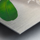 Pilumna nobilis Metal print