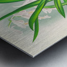 Rodriguezia refracta Metal print