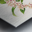 Odontoglossum lucianianum Metal print