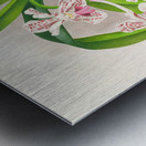 Vanda suavis Metal print