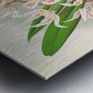 Odontoglossum Ruckerianum Metal print