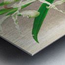 Selenipedium Reticulatum Metal print