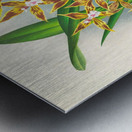 Odontoglossum boddaertianum Metal print