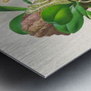 Phalaenopsis sumatrana Metal print