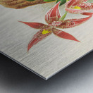 Paphinia Randi Paphinia Cristata Metal print