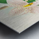 Stanhopea oculata Metal print