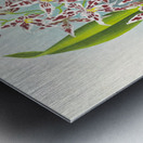 Odontoglossum odoratum var striatum Metal print