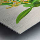 Vanda lindeni Metal print