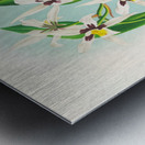 Odontoglossum maxillare Metal print