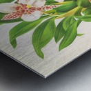 Odontoglossum rubescens Metal print