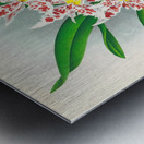 Odontoglossum schlesingerianum Metal print