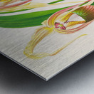 Selenipedium caudatum Metal print