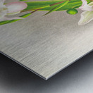 Selenipedium sedeni candidulum Metal print