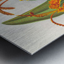 Oncidium kramerianum Impression metal