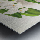 Vanda denisoniana Metal print