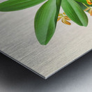 Trichocentrum albo purpureum Metal print