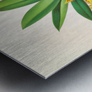 Trichocentrum Tigrinum Metal print