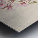 Pelargonium peltatum 1817 Metal print