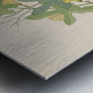 Cucumis Melothria pendula [Coccinea quinqueloba] 1817 Metal print