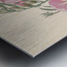 Convolvulus [Ipomoea oenotheroides] 1817 Metal print