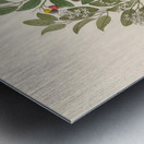 Celastrus [Apodytes dimidiata] 1817 Metal print