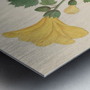 Hibiscus [Hibiscus calyphyllus] 1817 Metal print