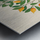 Hexand. Mono. [Mimusops obovata] 1817 Metal print